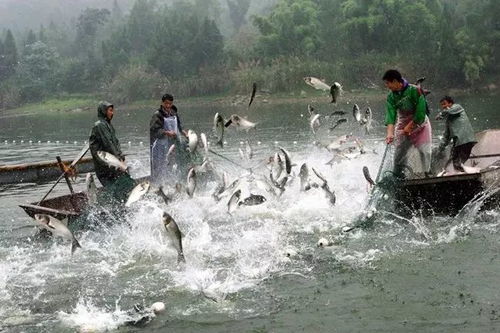 水产养殖将成为最赚钱的行业,未来水产品价格会大涨