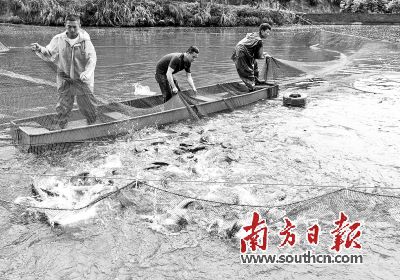 打造水产名片 筑牢 水上粮仓