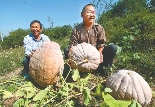 博望区横望杯2021年中国农民丰收节欢迎您