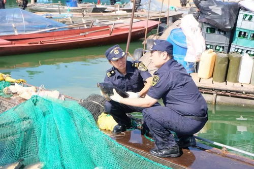 海关情 关注 丹东海关练兵执法两促进,关检融合驶入 快车道