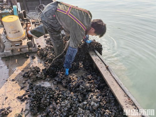 桂东出海记 一天上岸十多万斤 即墨鳌山湾海虹扇贝同时进入收获季